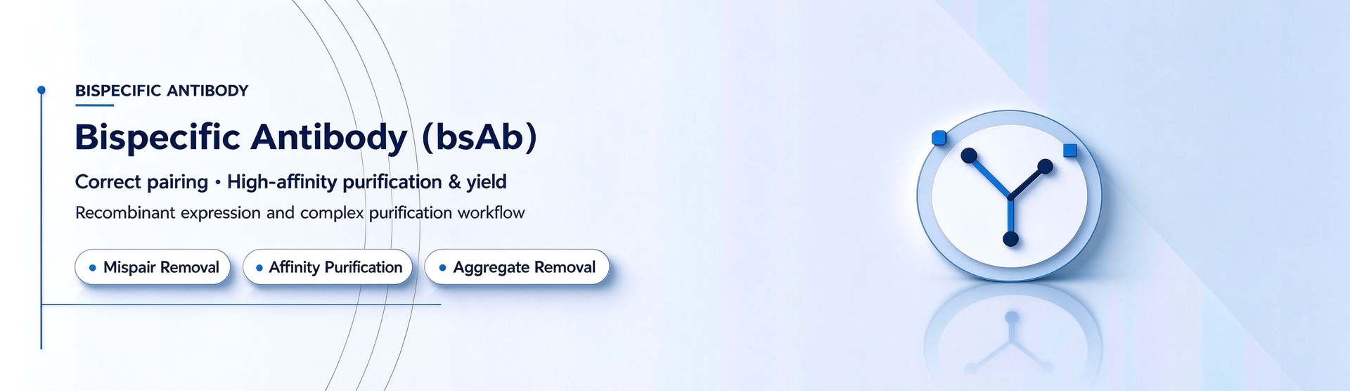 Bispecific Antibodies（bsAb）